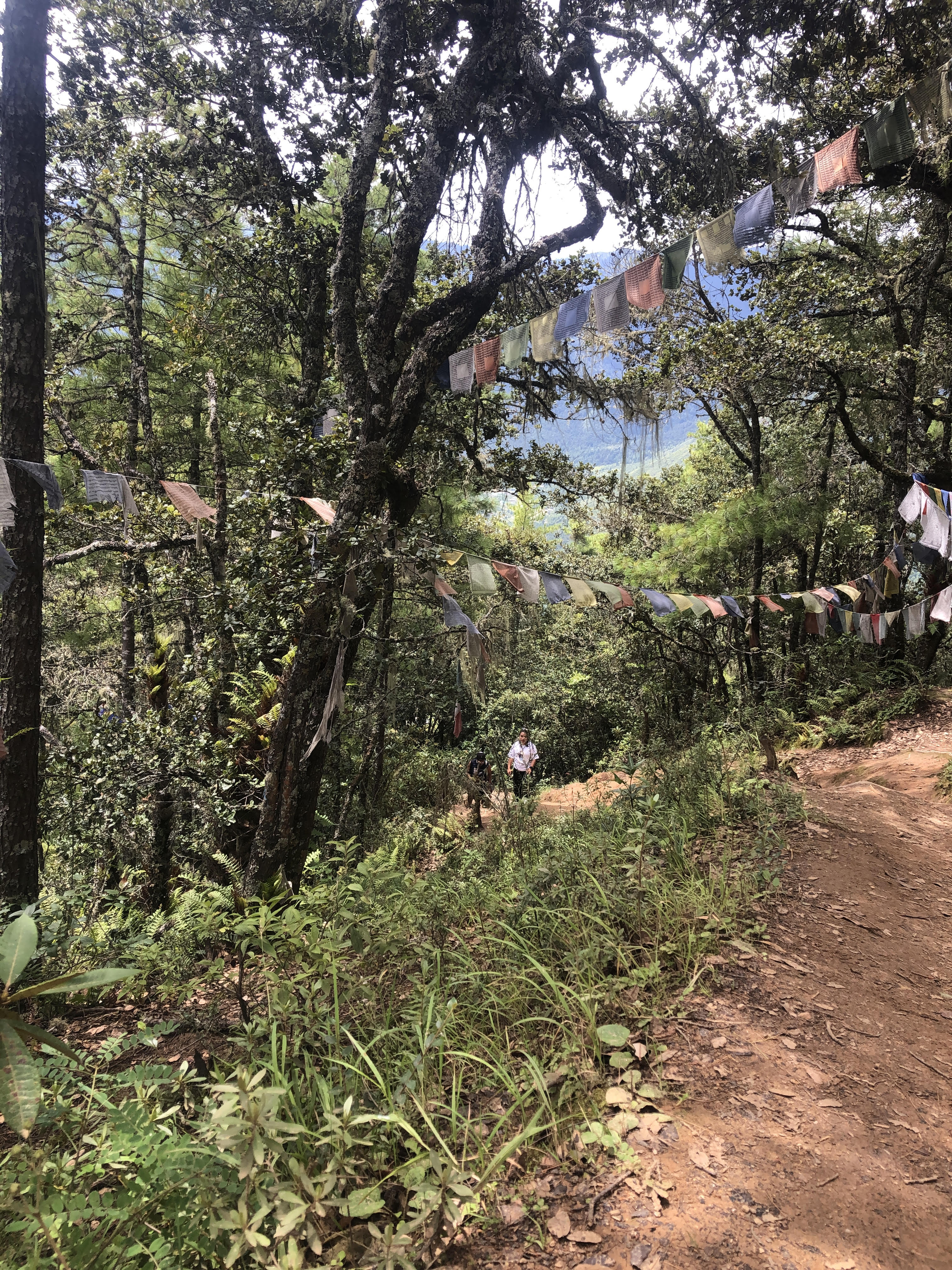 Trekking trail